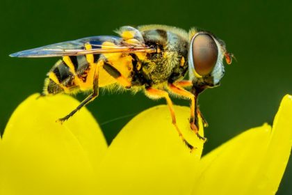 Bee on a Flower