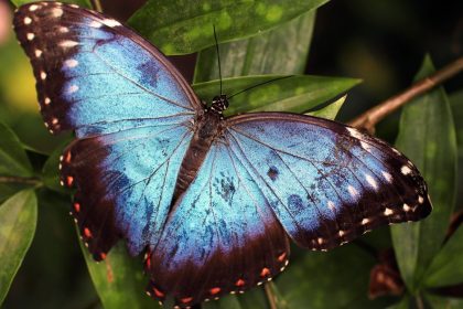 Blue Butterfly