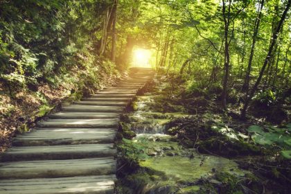 Bright green forest with steps and beautiful light