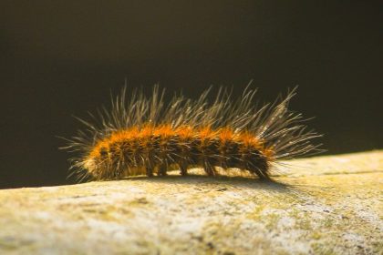 Caterpillar