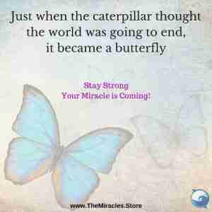 Just when the caterpillar thought the world was going to end... it became a butterfly.