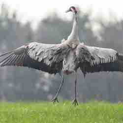 Crane Flapping Its Wings