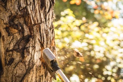 Cutting Down The Tree To Reap The Fruit - A Zen Buddhist Spiritual Story