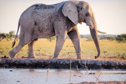 Elephant Walking By The River