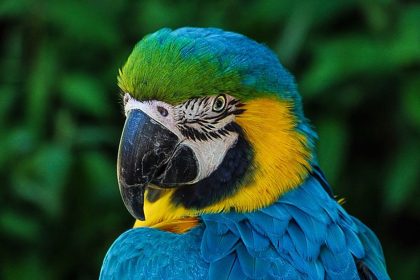 The Freedom Parrot - A Short Spiritual Story by Osho