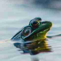 Frog In the Well