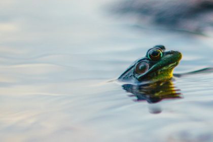 The Frog In The Well - Spiritual Story By Osho