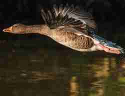 Goose Flying