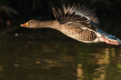 The Goose Is Out - A Norwegian Spiritual Story by Osho