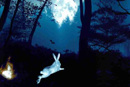 Rabbit Jumping From a Fire During Moonlight