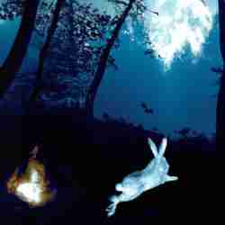 Rabbit Jumping from a Fire At Moonlight