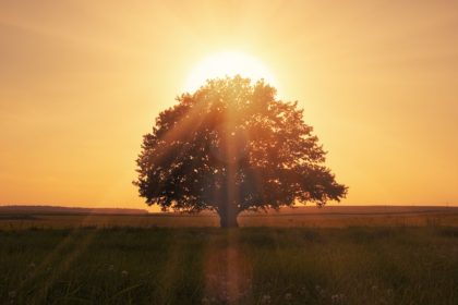 Beautiful Tree At Sunset