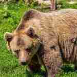 Selling The Bearksin - A Sufi Spiritual Story