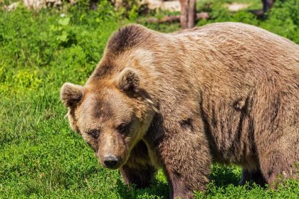 Selling The Bearksin - A Sufi Spiritual Story