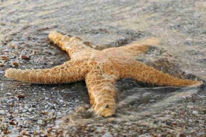 Starfish on Sand