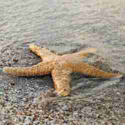 Starfish on a beach sand near water