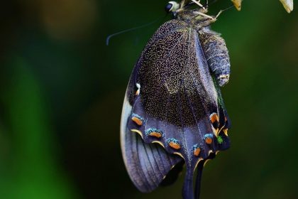 The Struggle Of the Butterfly - A Short Spiritual Story