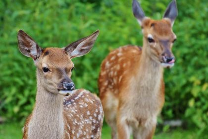 It is told about Gautama Buddha that he spent many lives in animal form, as various animals of the forest, before being born in human form as the prince, Siddhartha of the Sakhya clan. This story is about his life as King of the Deer. Three kings come into our story. One is Brahmadatta, a man, King of Benares, who had a 