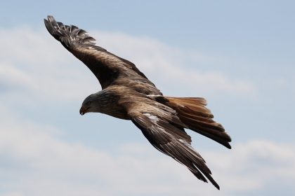 The Boy Who Became An Eagle - Spiritual Story by Marki Parker