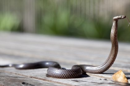 The Snake's Head and the Snake's Tail - A Spiritual Story