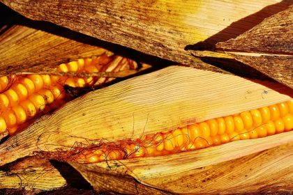 Three Kernels of Corn - A Spiritual Story About Thinking Ahead