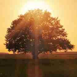 Beautiful Tree in the Field During a Golden Sunset