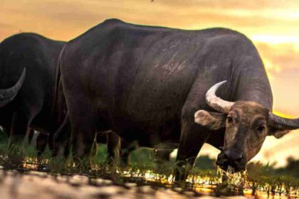 Water Buffalo at Sunset