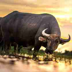 Water Buffalo at Sunset